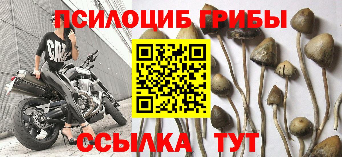 Псилоцибиновые грибы Psilocybe Благовещенск
